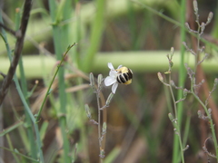 Halictus farinosus