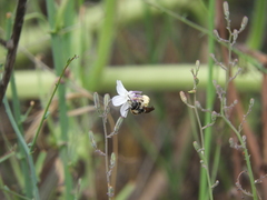 Halictus farinosus