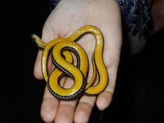 Monte Cristi Graceful Brown Snake photo 3