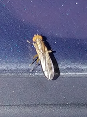Opomyza germinationis