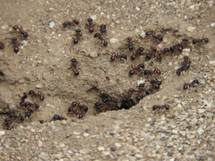 Pogonomyrmex rugosus