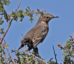 Sage Thrasher photo 3