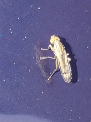 Opomyza germinationis