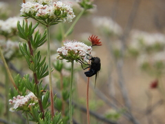 Copestylum mexicanum