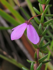 Tetratheca ericifolia