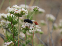 Copestylum mexicanum