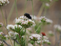 Copestylum mexicanum