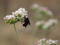 Copestylum mexicanum