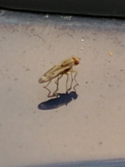 Opomyza germinationis