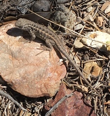 Sceloporus graciosus gracilis
