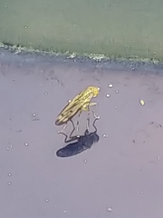 Opomyza germinationis