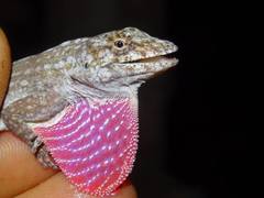 Anolis utilensis