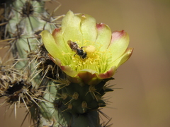 Halictus farinosus