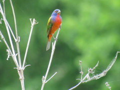 Passerina ciris
