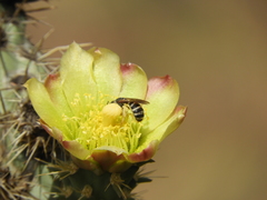 Halictus farinosus