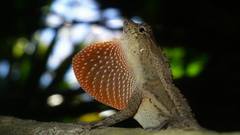Anolis bicaorum
