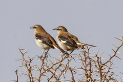 Brown-Backed Mockingbird photo 4