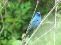 Passerina cyanea