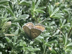 Icaricia icarioides evius