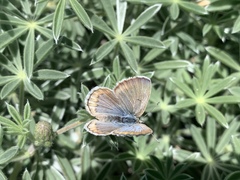 Icaricia icarioides evius