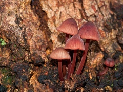Mycena kuurkacea