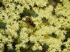 Halictus farinosus
