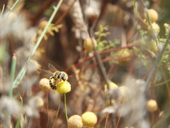 Halictus farinosus