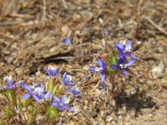 Eriastrum sapphirinum