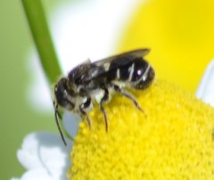 Protosmia rubifloris