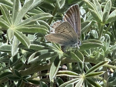 Icaricia icarioides evius