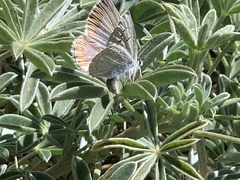 Icaricia icarioides evius