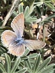 Icaricia icarioides evius