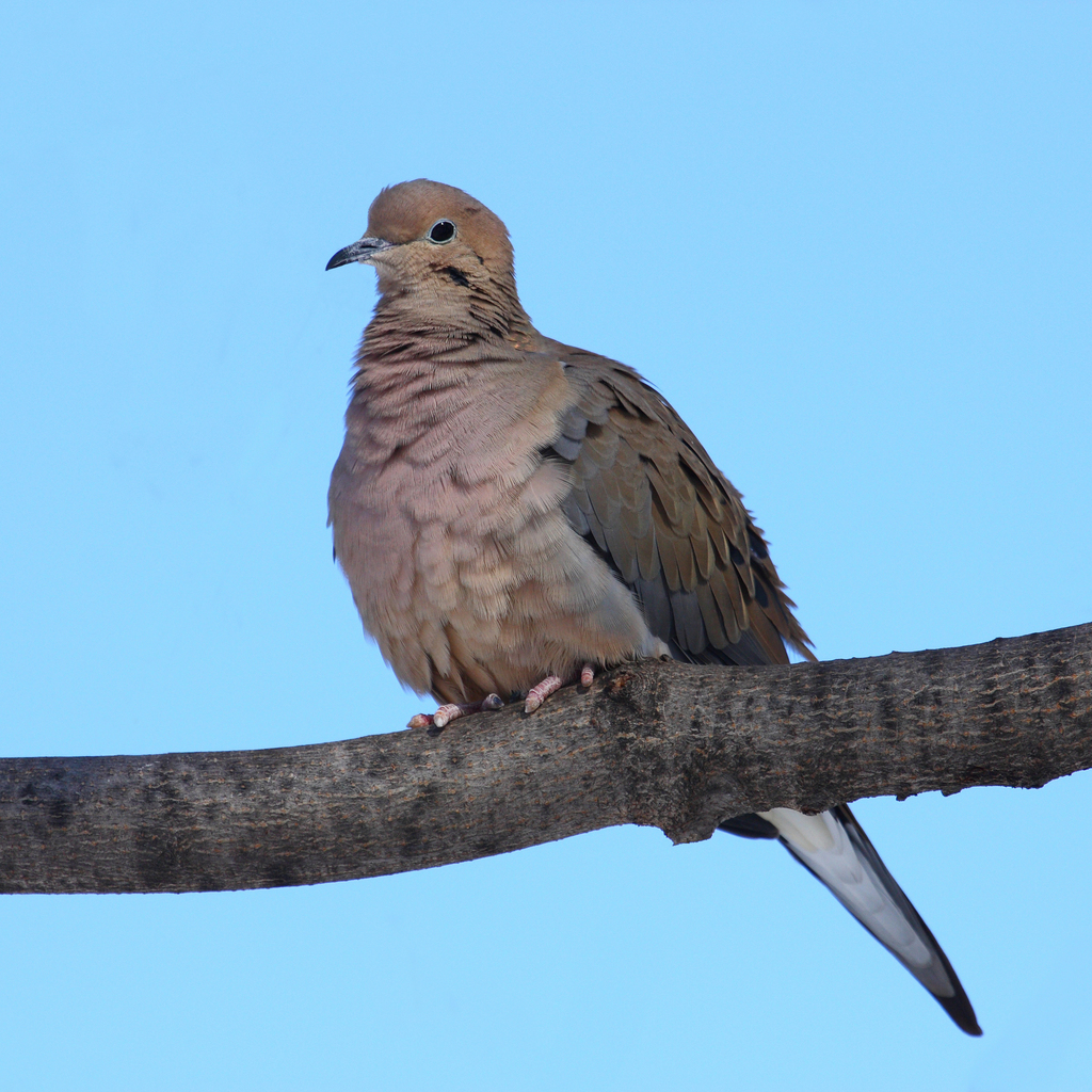 mourning dove male