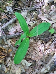Clintonia