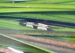 Pentidotea montereyensis