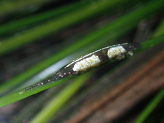 Pentidotea montereyensis