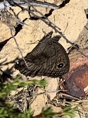 Cercyonis sthenele behrii