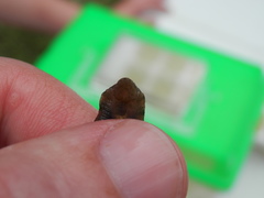 Glossiphoniidae