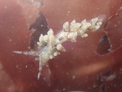 Eubranchus olivaceus