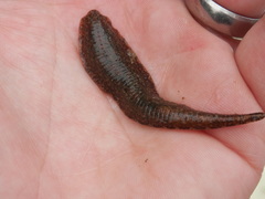 Glossiphoniidae