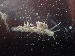 Eubranchus olivaceus