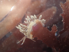 Eubranchus olivaceus