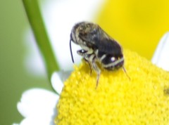 Protosmia rubifloris