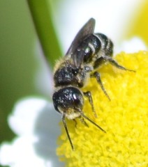 Protosmia rubifloris