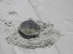 Malaclemys terrapin centrata