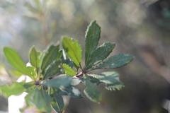 Banksia penicillata