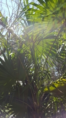 Thrinax radiata