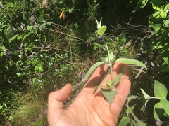 Pycnanthemum curvipes