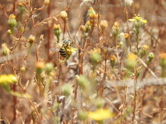 Halictus farinosus