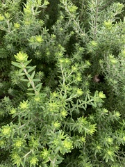 Westringia fruticosa